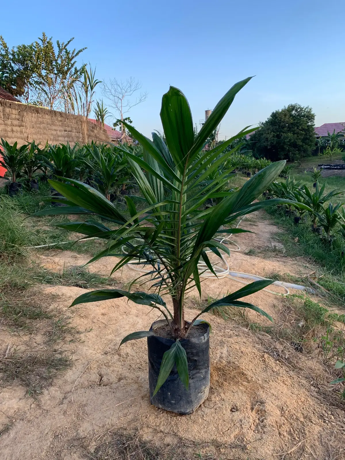 Terakhir, kita punya ini, dong! Varietas yang sedang banyak dicari-cari. Keunggulannya? Terbaik kedua untuk potensi TBS setelah Yangambi. Dan juaranya dalam jumlah tandan. Juga kecepatan dalam berbuah pun sama seperti varietas 540. Itu sebab, varietas ini seperti paket komplit untuk petani ataupun pekebun kelapa sawit. Dan kawan-kawan tidak perlu bingung untuk mencari, kita siap salurkan varietas 239 dengan senang hati. Namanya juga Taksa Farm Madani, ye kan. Yoi! D × P 239 Potensi Produksi: 38 Ton Per Hektar Per Tahun. Umur Berbuah: 14 Bulan Setelah Tanam. #sawit #kelapasawit #bibitunggul #bibitsawitunggul #bibitkelapasawit #bibitsawitunggul #bibitsawit #bibitkelapasawit #sawitunggul #kelapasawit #kelapasawitunggul #rantauprapat #labuhanbatu #labuhanbatuutara #labuhanbatuselatan 