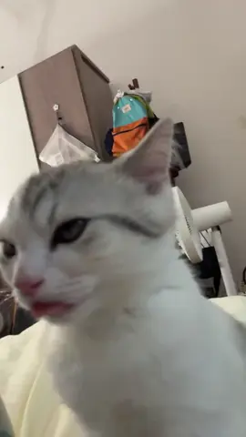 So cute #cat #cats #pet #pets #meow #kitten #kitty #kittycat #kucing #kucinggemoy #kucingoren #kucinglucu #kucingtiktok #catsoftiktok #PetsOfTikTok #catlover #petlover #cattok #fyp #fypage #fyppppppppppppppppppppppp #viral #foryou #foryoupage #tiktok #cute #cutecat #adorable #comel #lucu #Love #lovely #funny #babycat #anakkucing 