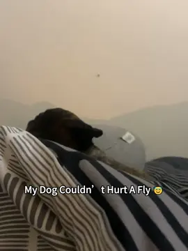 My dog hates bugs #dogsoftiktok 