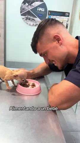 Chihuahua de dos mesecitos que tuvo un episodio de hipoglucemia. #veterinaria #CuidadoAnimal #paratiiiiiiiiiiiiiiiiiiiiiiiiiiiiiii #casoreal #puppylove 