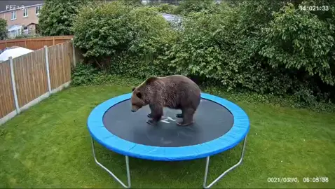 Trampolin
