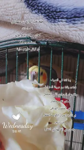 كمان لو هنقدم ليهم بيض آخره ساعتين ثلاثة  كمان المستنبت حلو ليهم والمنقوع  وممكن نعمل ليهم سلطات او خلطات  #egypt #explore #cockatoolife #tektok #funny #foryou #edite #foryoupage #cockatiel #birds #cockatielsoftiktok #fyp #tiktok #طيور_كوكتيل🦜🦜❤️ #تربيةعصافير #طيور_الزينة #cockatoolif #CapCut #mybird #cocktailparrots