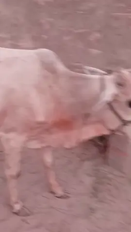 💫♥️🐄♥️💫