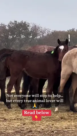 These yearlings have just been micro chipped to ship to slaughter at Dapo killpen. Our rescue team are coordinating efforts to find placement.   These babies either come with us or they die.  If you can’t take one in then please support this rescue effort by donating anything you can to the links in bio.  CALLING ALL ANIMAL LOVERS OUT THERE. if we all come together we can beat this game. Let there be no more kill pen shipping. We can intercept these trucks if we ALL come together.  We CAN SAVE THEM ALL They appear to be draft crosses some with Roman noses. So so beautiful with rainbow tails. ❤️ Let’s show them Army that we aren’t going to let these babies die. No more. We can stop this. 