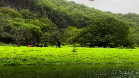 🍀🍀🌴 #صلاله #explore #تصوير #صلاله_عُمان #slalah_oman🇴🇲 #طبيعة #صلاله2025 #fy #fyp #بدون_موسيقي #وادي_دربات 