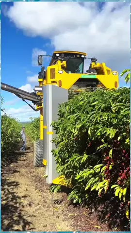 proses panen kopi Brazil #coffee #cafe #kopi #fyp 