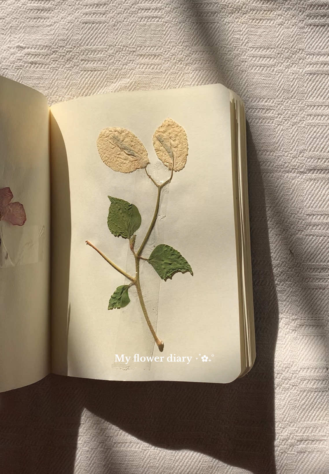 My favorite way of preserving memories <3 - #fyp #withoutmusic #بدون_موسيقى 