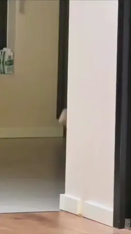 Spy cat 😺🐈‍⬛ #kitten #funny #funnycat #funnypets #funnyanimals #funnycatsoftiktok #catsoftiktok #cats