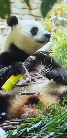 Discover China: Your Ultimate Travel Guide #chinatravel, #travelvlog, #explorechina, #travelguide, #panda 