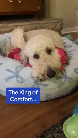 Cleetus Dale: the King of Comfort 👑 #CloudBed #DogBed #Cleetus #goldendoodles #BestBoy 