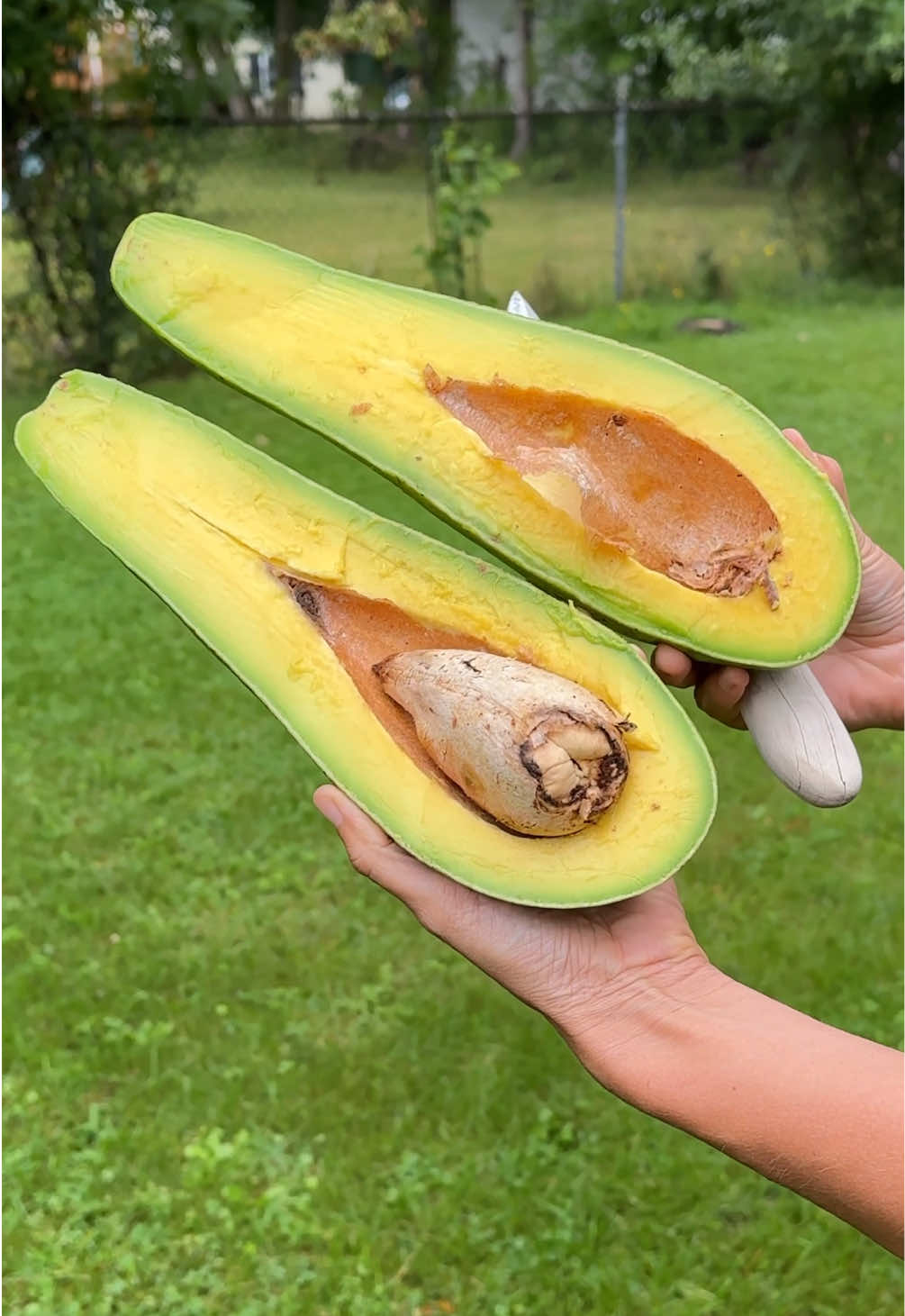 How many avocado toasts do you think we can make with this? 🥑 Long neck avocados available at Miamifruit.org 🌈 #avocado #floridaavocado #longneckavocado #miamifruit 
