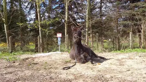 Momo #esel #eselliebe #donkeylove #donkey #donkeysoftiktok #tieresinddiebesserenmenschen ##tiervideos #tiereauftiktok 