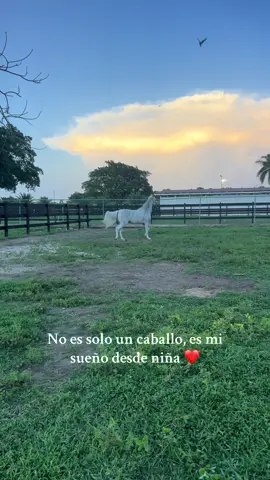 ❤️🫶🏻 #caballos #sueños #horsesoftiktok #pasofino #niña #sueñocumplido 