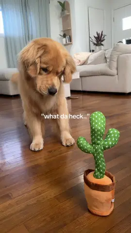 I thought he would like this toy... it's safe to say he did not!!!! #goldenretriever #funnydogs #dogsoftiktok 