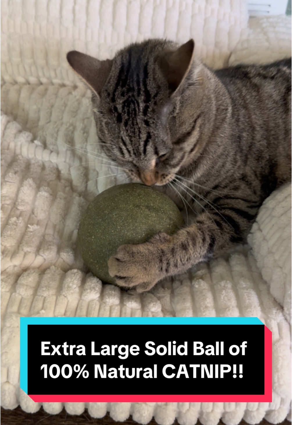 Let me introduce you to the biggest ball of 100% natural catnip that I’ve ever seen!! How cool is that?? Check it out! @Meow ＆ Wow Mart #catnip #cattoys #cattok 