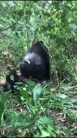 #gorilla #funn #viral #animal 