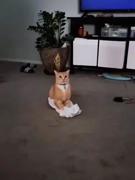 #cat #meow #pet #animal #funny 🐱😂