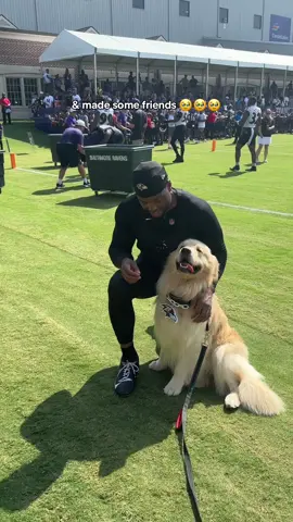 @Duke The Golden is a Ravens fan 🥹🥹 #ravens #goldenretriever #nfl 