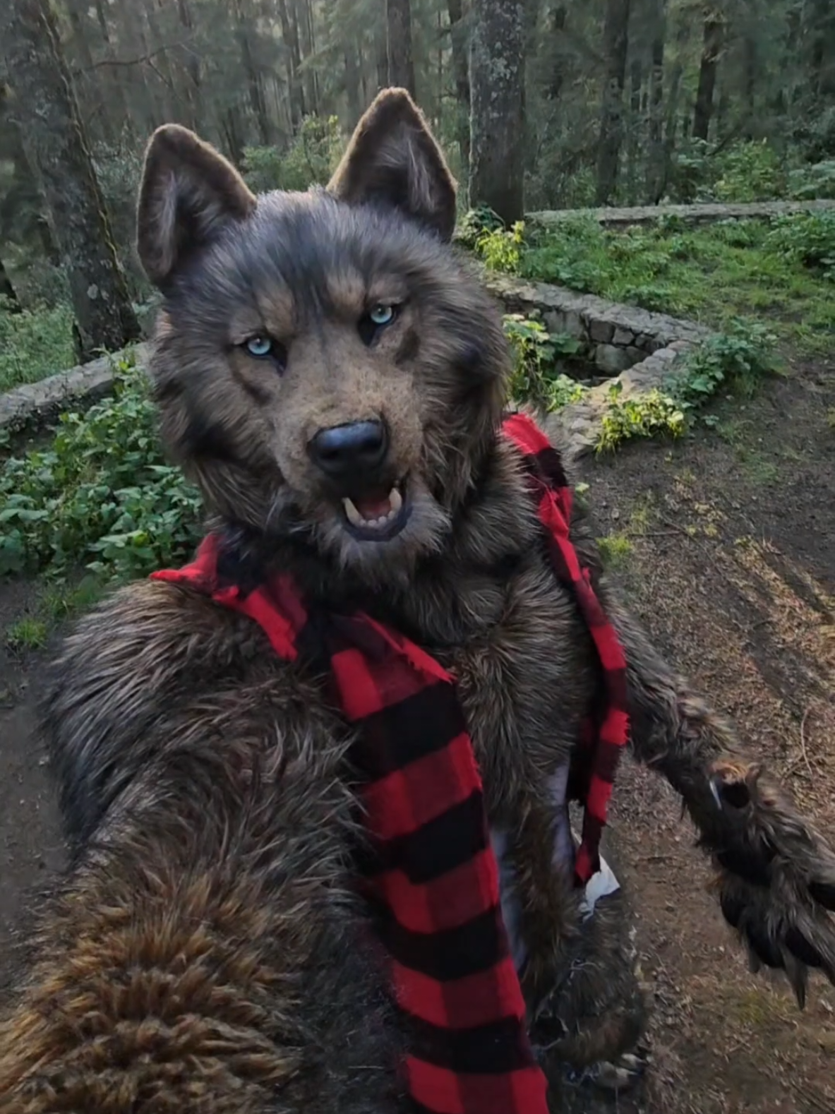 POV: You have been caught sneaking up on a werewolf ...and now your feet dangle in the air. #forest #werewolf #lycanthrope #lycantropo #wolf #costume #hombrelobo #loupgarou #beast #lobo #monster #real Suit credits: Upper Mask/headdress by @Eastern Wind Studio Feet foam paws by @Willow Paws and tail self-made from FoxFire's @FoxfireFantasy patterns Photography: @Zipaktli (my wife 🖤) The rest (including the jaw) self made