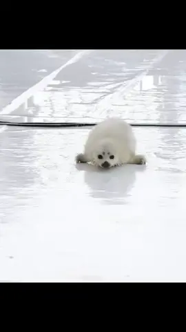 марабууу!!#тикток #seal #хочуврекииии #тюленька🦭 #актив 