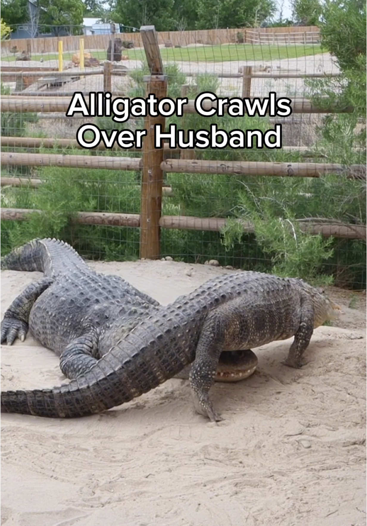 Alligator Crawls Over Husband 🤣