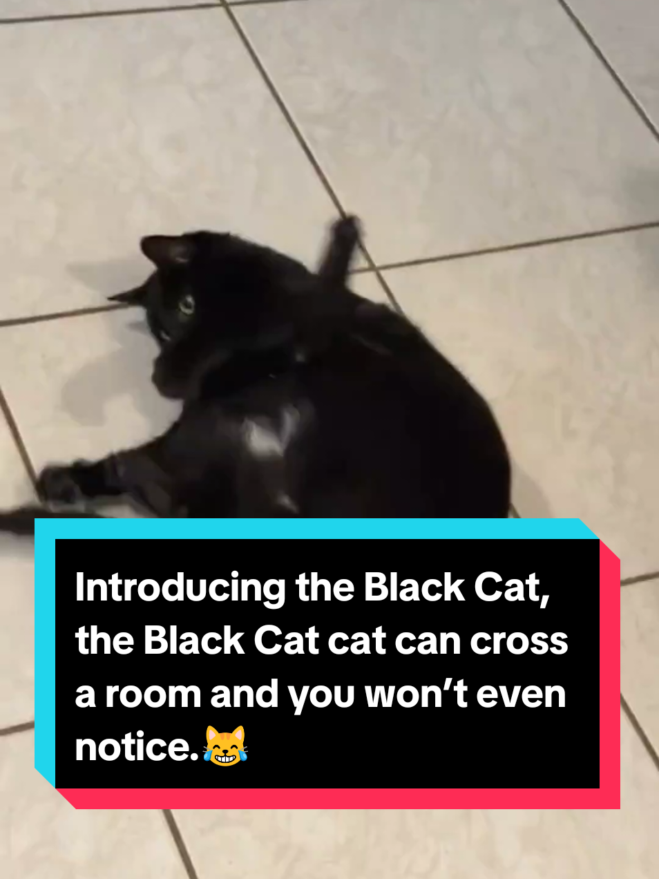Introducing the Black Cat, the Black Cat cat can cross a room and you won’t even notice.😹 #catsoftiktok #catsdoingthings #cat #animalsoftiktok #PetsOfTikTok 