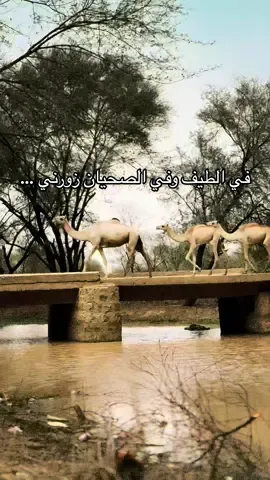 في الطيف وفي الصحيان زورني … #viralreelsシ #viralvideochallenge #sudan #كسلا #السودان #الشعب_الصيني_ماله_حل😂😂  #reels  #kassala 