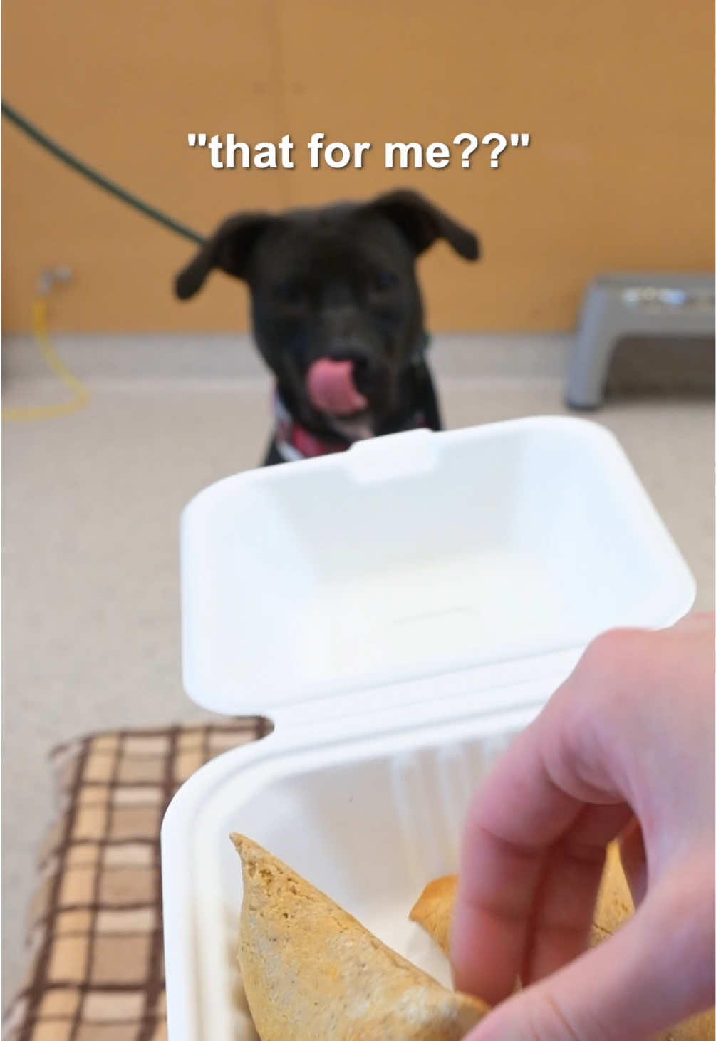 @Oregon Humane Society  Hot Pocket is so sweet. He is looking for someone active to take him running or on outdoor adventures regularly. He needs a home with no young kids or small animals because he’s a big guy that loves to play. We would love to work with Hot Pocket’s future family to make sure he eats good in his new home. If they are willing, we will gift him a year of our homemade food mixes or even help to develop a recipe just for Hot Pocket that they can make at home. He deserves the best food (all dogs do)! Visit http://www.oregonhumane.org/adopt/details/312375/ to learn more about Hot Pocket or apply to adopt him. Thank you to Oregon Humane Society for the amazing work they do and having us over to visit Hot Pocket! They shelter, rehabilitate, and take such good care of so many dogs.