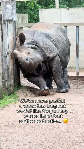 Journey to Enrichment: A True Struggle…er…we mean story…A True Story.  #rhino #funnyanimals #zookeepers 