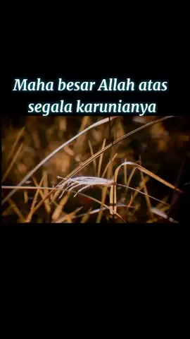 maha besar Allah atas segala karunianya  #muhasabahdiri #renungansilami #nasehatislami #bantusebarkan #fyp 