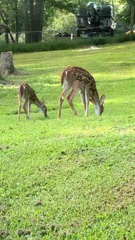 #babydeer #fawnsoftiktok #deercamp #growinguptoofast #whitetaildeer #adorableanimals #countrylife 