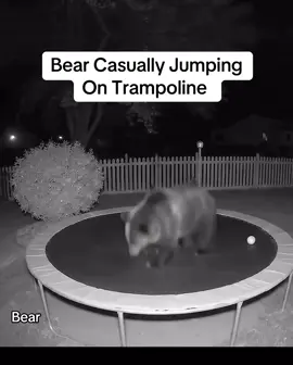 Send this to someone who bounces through life like this & follow @allthingsgood for more joy❤️ #allthingsgood #bear #funnyanimals