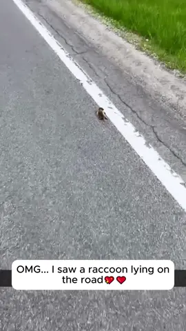 I saw a baby raccoon on the road and adopted it #rescue #animals #animalsoftiktok #raccoon #fyp 