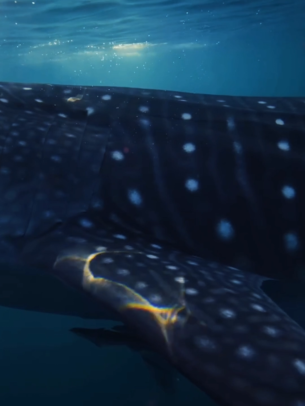 the gentle giant #whaleshark #tubaraobaleia #biologia #biologiamarinha #marinebiology #ocean 