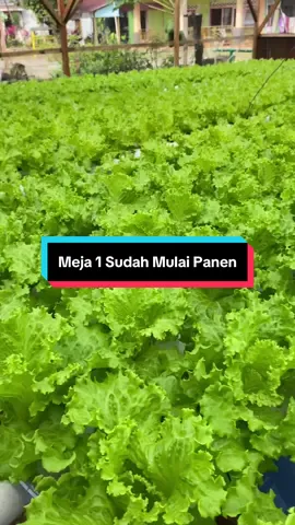 Selasa segar 🌱 #hidroponik #kebunhidroponik 