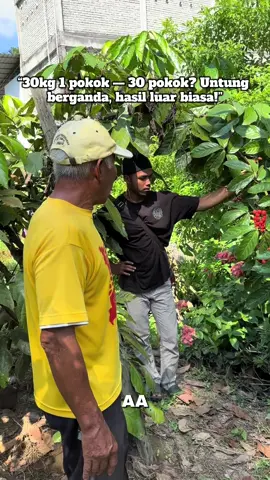 1 pokok guarana hasil 30kg — 30 pokok? Hasil lumayan, untung berganda! Sekarang masa untuk mula tanam pokok yang orang belum ramai tahu, tapi pasaran dia makin naik setiap tahun. Jangan tunggu sampai terlepas trend !  #ProjekGuarana #TanamPokokUntung #GuaranaMalaysia #PokokDuit #GuaranaPower #PertanianModen #GuaranaFarm #PelaburanBijak #HasilLumayan