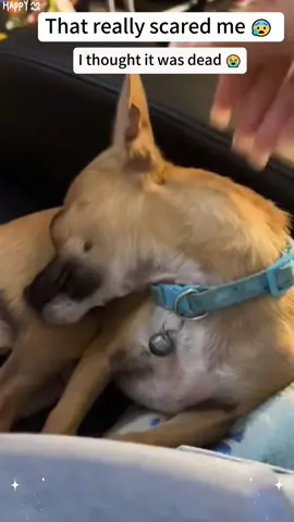 Part 69：This really scared me. I thought it was dead 😟   #dog #dogs  #foryou #usa#fyp#funnydog#dogsoftiktok 