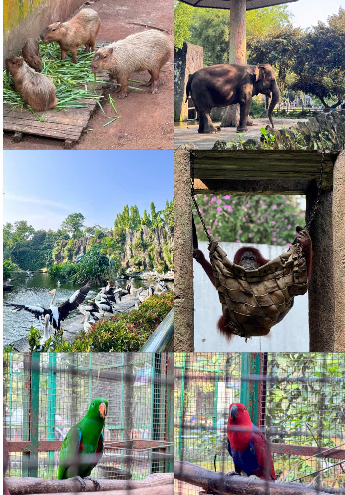 Zoo date di Ragunan: keliling, ngobrol, liat hewan, sambil nikmatin ademnya pepohonan. Sederhana tapi menyenangkan. 🌳🐘🦧🐒🪿🐅🍂 @ragunanzoojkt  #zoodate #ragunanzoo #fyp #piknik #wisatajakarta 