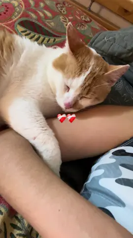 Esta es la historia de Fuji🐱 mi bebé valiente ❤️‍🩹 @JAY HIGH #fypシ゚ #foryou #foryoupage #gatos #cat #adopcion 