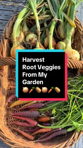 This #harvest includes onions, carrots, and potatoes from my #backyardgarden This is my favorite #harvesttime so far! Growing root vegetables is so rewarding! #growyourownfood #gardenharvest 