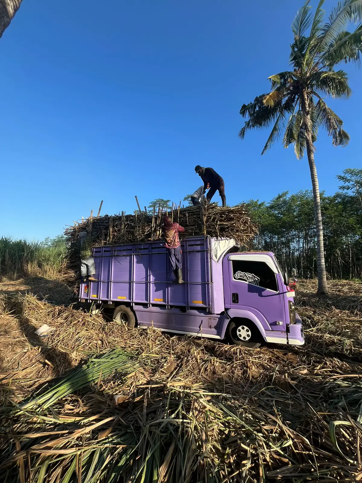 #giganesia #tebubalap #fyp #fypage 