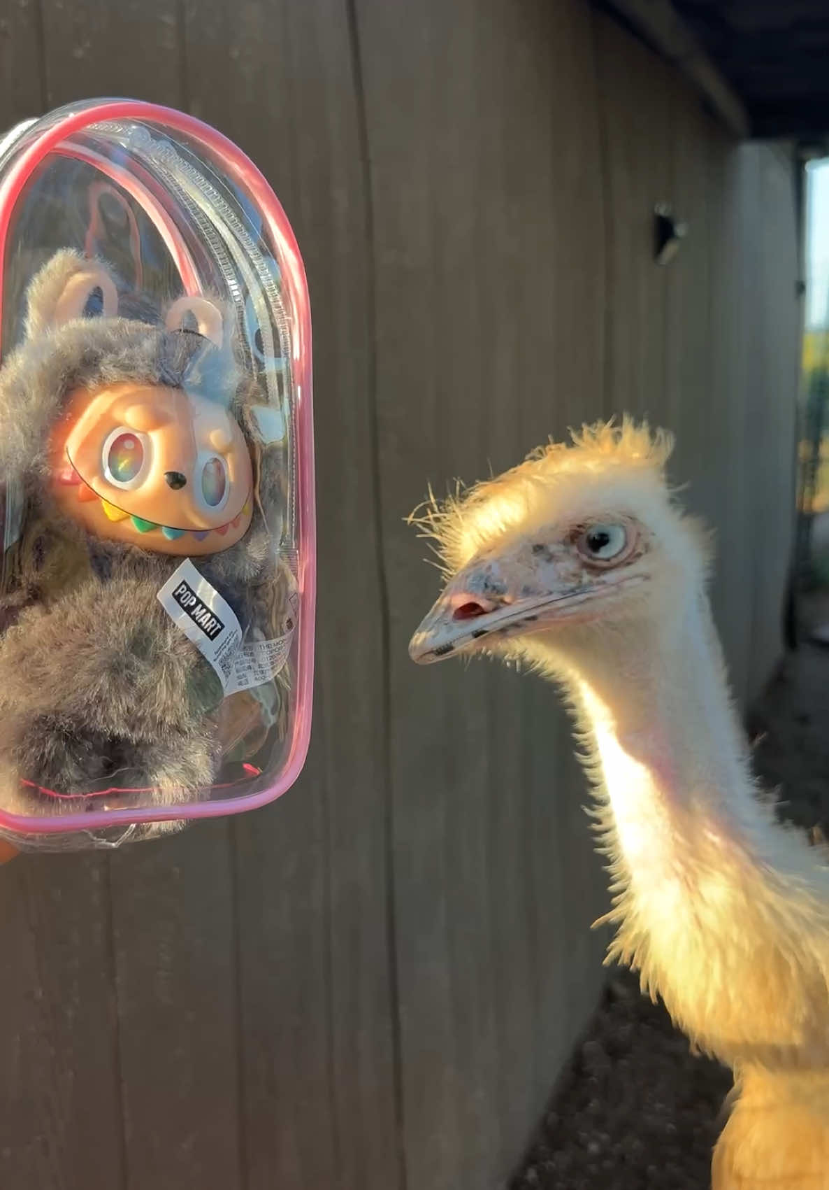 I’m giving one of yall this labubu 👀 Showing my labubu things he’s never seen before (my emus and turkey and farm animals)  On August 1st at 5pm central, I’m going to be live on @thepalmstreetapp and will be GIVING AWAY THIS LABUBU! It’s an AUTHENTIC BIE SECRET LABUBU! 😩💖 use the liiink in my bio to sign up and BOOKMARK MY SHOW to get notified when it starts! Hope to see you guys there 🥰 #animals #farm #pets #labubu #popmart @POP MART US  