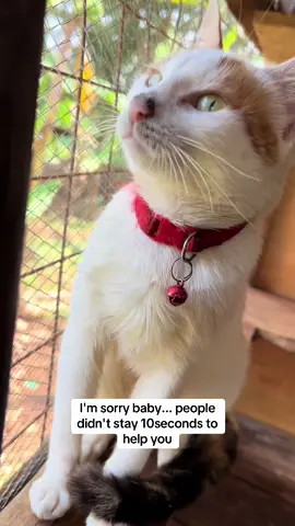 #fypシ゚vira #hellokitty #catsoftiktok #foryoupage❤️ #fypシ゚vira #cats #catsoftiktok #fypシ゚vira 