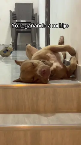 #paratii #fyp #foryour #perros 