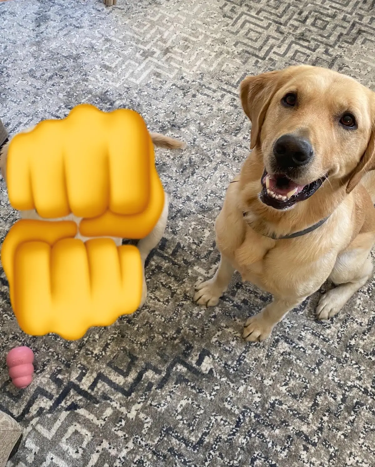 This is Chloe’s older cousin, rain ♥️#dog 