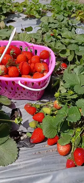 vidio hari ini, yang ke sembalun jangan lupa mampir petik strowberry  di freshbeyy( 0859611123538) lok: jalan kedai sawah sembalun #fyppppppppppppppppppppppp #sembalun #lomboktiktok #lombok #lombokvirall🌴🌴 #sembalunlombok #wisatasembalunlombok #strowberry #kebunstrowberry #wonderfulllombok #fypシ゚ 