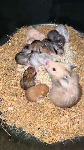 #hamstergemoy #hamster #hamstersoftiktok #hamstersyirian #hamsterlucu #hamster 