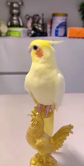 ##鹦鹉说话 
