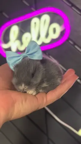 #conejos #conejitosenanos #cabezadeleon🐰 #conejitosbonitos #minilopbunny #RabbitLife #bunny #pets #bunny #videos #videosvirales #conejitosbebes 
