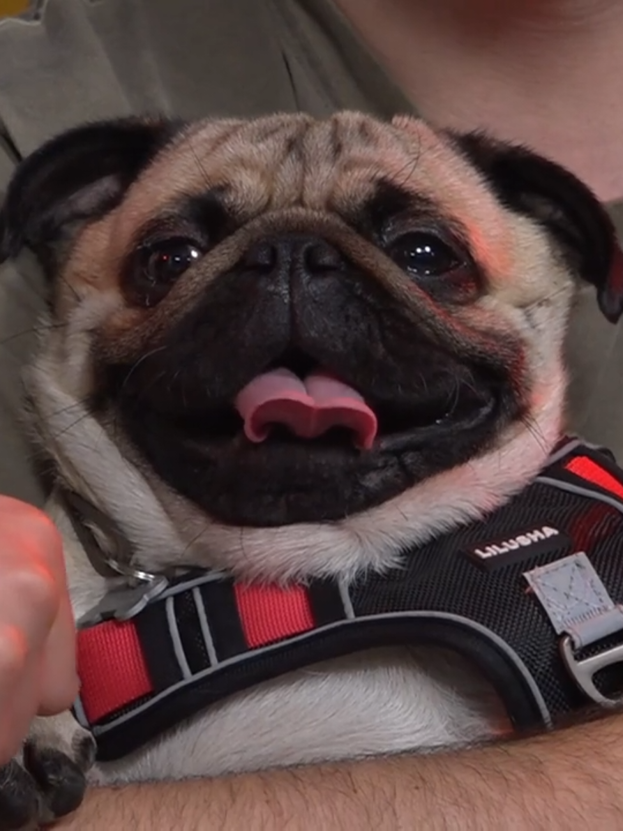 Головача пригласили в студию 🐶#golovach #dota2 #twitchstreamer #dota #twitch #stray228 #travoman 